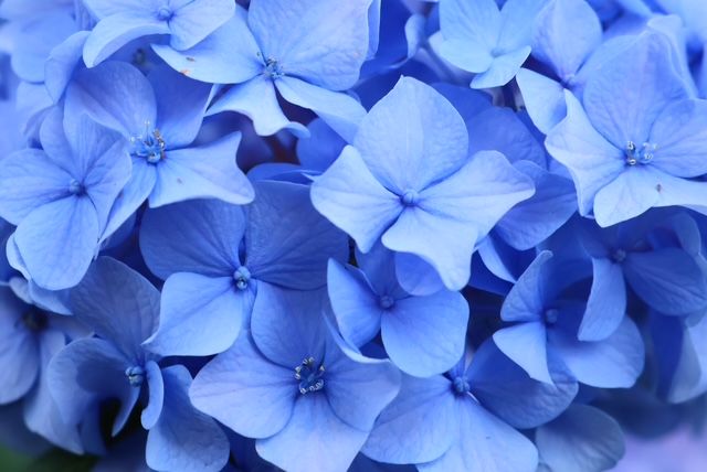 ❤️ はら❤️紫陽花と木の実のレイ✴︎フラダンス✴︎タヒチアン 楽天市場】モキハナ レイの通販